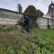 Elimination du lierre