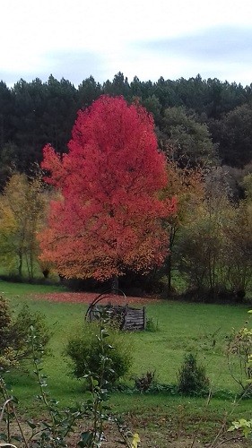 Automne5