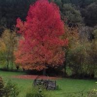 Automne5