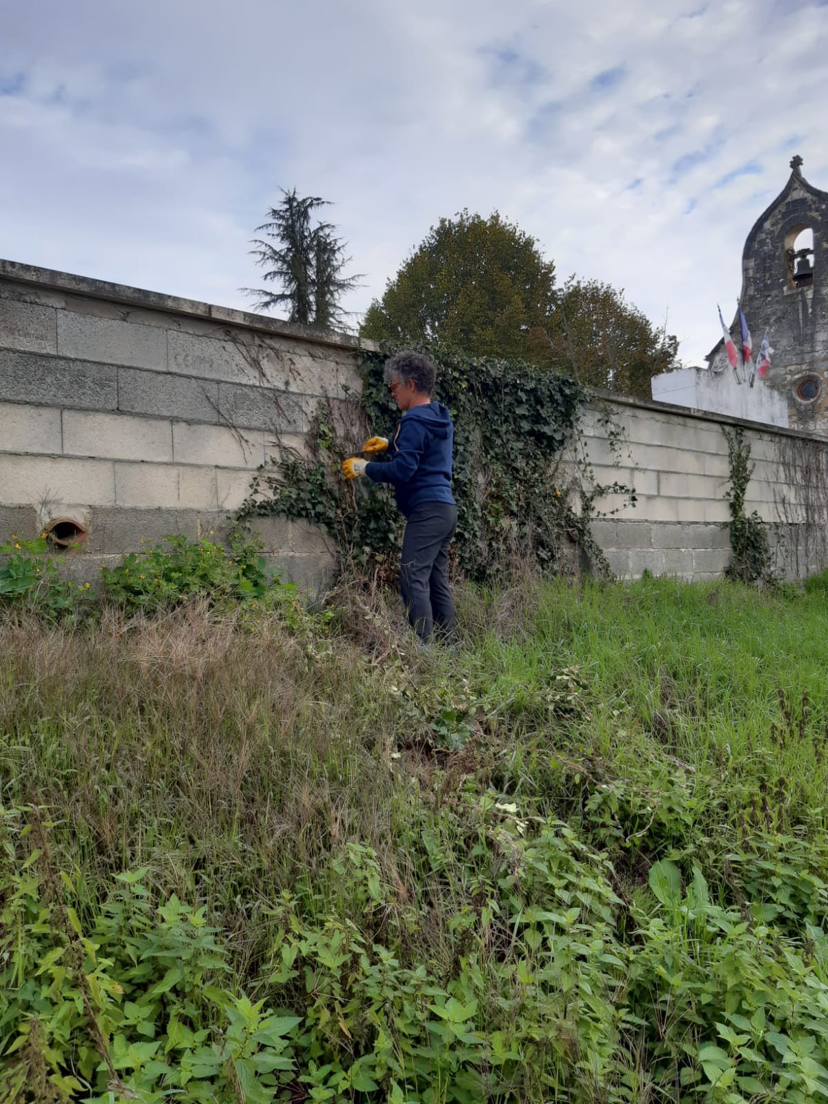 Elimination du lierre