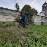 Elimination du lierre